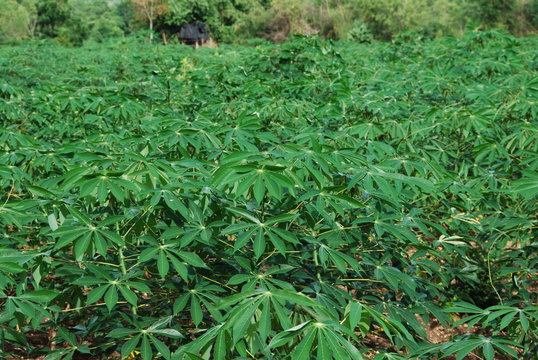 Champ de manioc