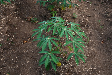 Plant de manioc