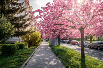 Naklejka premium Scenic Springtime View of a City road Lined by Beautiful Sakura Trees in Blossom