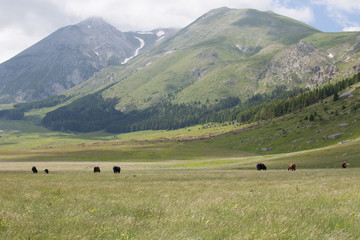 Cavalli davanti al Monte Camicia e Monte Tremoggia, Parco Nazionale Gran Sasso e Monti della Laga 