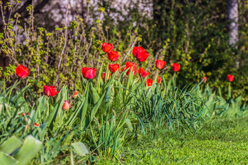 Row of garden red tulips. Spring flower buds. Natural gardening background with limited depth of field.