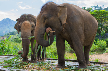 Fototapeta na wymiar feeding elephants on a farm not far from Dalat. Vietnam