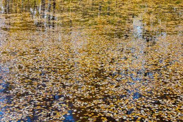fallen leaves on the surface of the pond