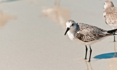 Sandling seabirds /  two Sandling seabirds standing on a tropical shoreline searching for next meal on the Gulf of Mexico