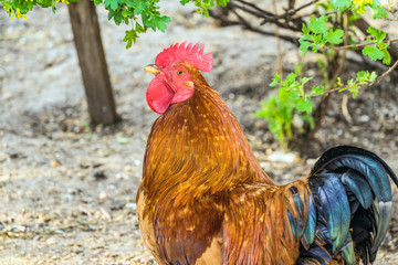 Rooster walking in outdoors. Cock and chicken poultry farming. Breed Kuchinskaya jubilee.