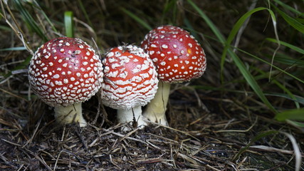 Trójka czerwonych nakrapanych na biało muchomorów © Szymon