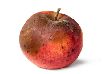 Old rotten apple on white isolated background
