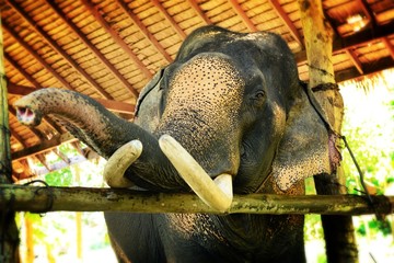 Thai elephant with strong ivory