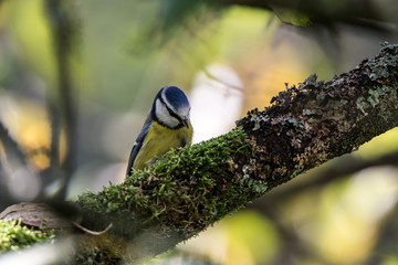 Blue tit bird in a tree