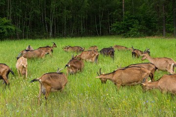 Goats grazing on grass. Farm animals.