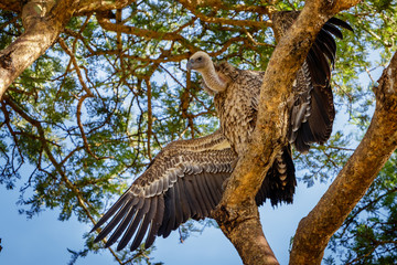 Fototapeta na wymiar A very big vulture sitting in an acacia tree drying its wings in the early morning sun in Murchison Falls national park in Uganda. Currently threatened by the oil industry