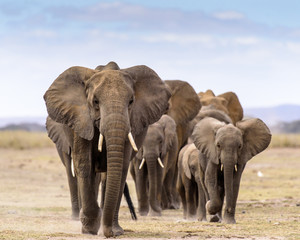 Elephant herd walking directly toward camera - obrazy, fototapety, plakaty
