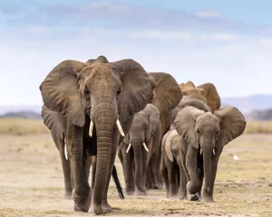 Foto auf Acrylglas Elephant herd walking directly toward camera © michelle