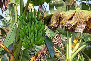 Close up of kerala banana bunch in a plantation from Kerala, India