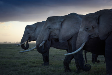 Obraz na płótnie Canvas elephants at sunset