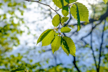 Fresh green leaves on a sky  background illuminated by the sun, with beautiful bokeh. local focus