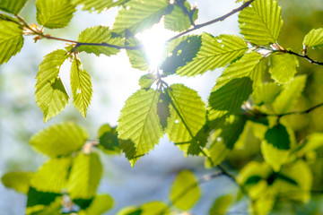 Fototapeta na wymiar Fresh green leaves on a sky background illuminated by the sun, with beautiful bokeh. local focus