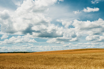 barley yellow field, blue sky, white clouds.