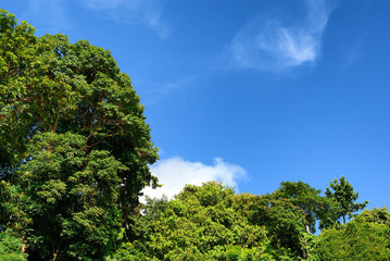 Trees frame with blue sky (for fill text at the sky)