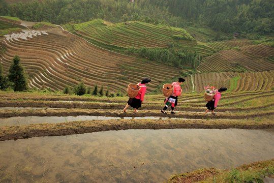 Beautiful view of the rice terraces of Guillin district in China, While the sun is rising and reflecting on the water and local women dressed with traditional costumes walk along the terrace