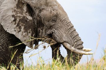 Elephant eating in profile - closeup