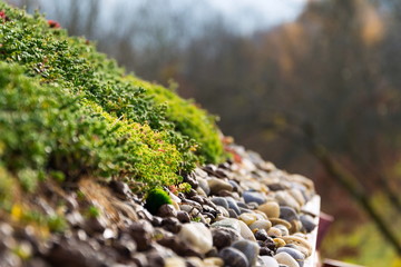 Detail of stones on extensive green living roof covered with vegetation mostly sedum sexangulare, also known as tasteless stonecrop