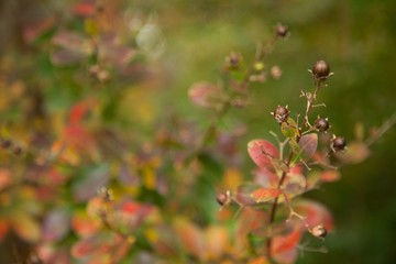 fall leaves