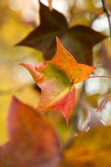 fall leaves