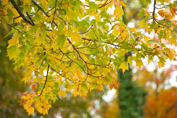 fall leaves