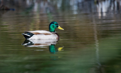 Pato 