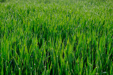 Close up of fresh thick grass with water drops in the early morning, green background