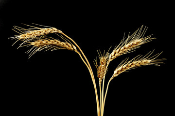 Ears of wheat on black background