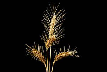 Spikelets of wheat on a black background