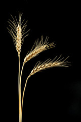 Ears isolated on black background