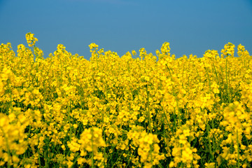 Rapeseed field with many yellow flowers blooming in the background, Czech Republic