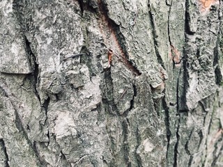 Every tree has it’s skin