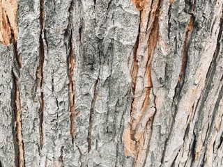 The bark