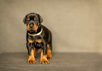 Obraz premium little puppy on gray background stands and looks into the camera. Funny Doberman