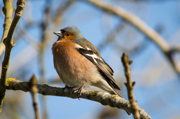 Chaffinch looking chunky on a branch