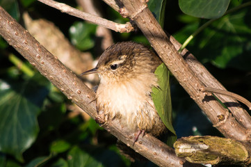 Chiffchaff juvenile on a branch
