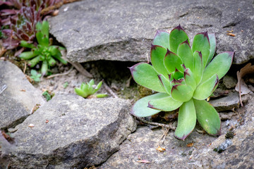 Macro of succulent plant. These fascinating plant, called Sempervivum, are members of the Crassulacaea. Ornamental plant.