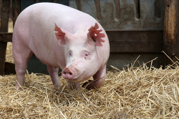 Pig sow runs across the summer pig pen outdoors