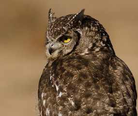 Spotted Eagle Owl