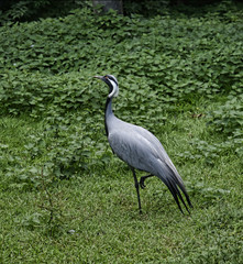 Bird Garden at Beautiful Country House near Leeds West Yorkshire that is not National Trust
