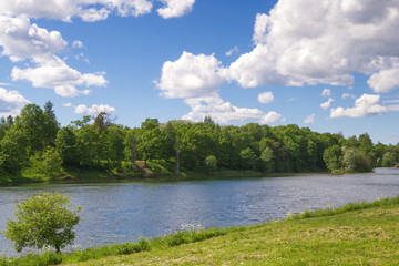 Trees grow on the banks of the lake in the summer