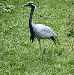 Bird Garden at Beautiful Country House near Leeds West Yorkshire that is not National Trust
