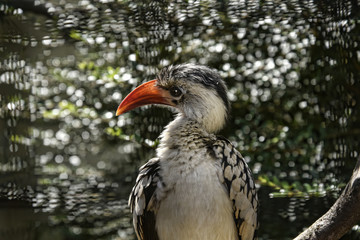 Bird Garden at Beautiful Country House near Leeds West Yorkshire that is not National Trust
