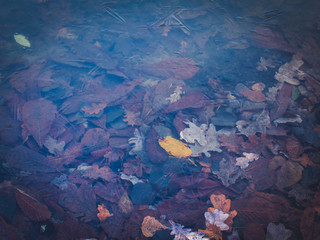 Fototapeta na wymiar Leaves onder de bevroren water- winter background.