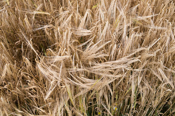Yellow grain ready for harvest growing in a farm field