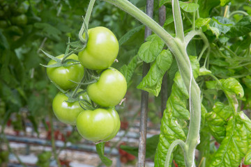 Bunch with green tomatoes growing in a greenhouse